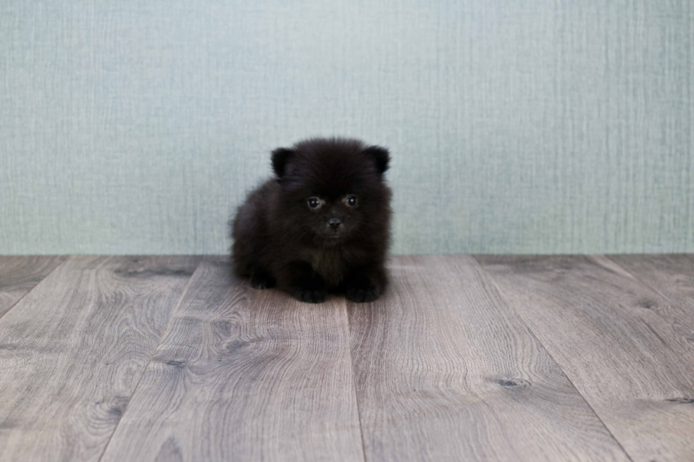 Pomeranian Pup Being Cute