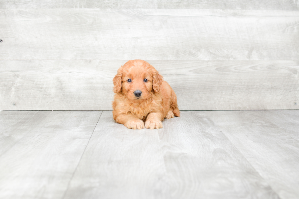 Mini Goldendoodle Pup Being Cute