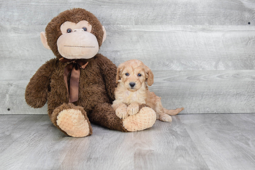 Hypoallergenic Cavoodle Poodle Mix Puppy