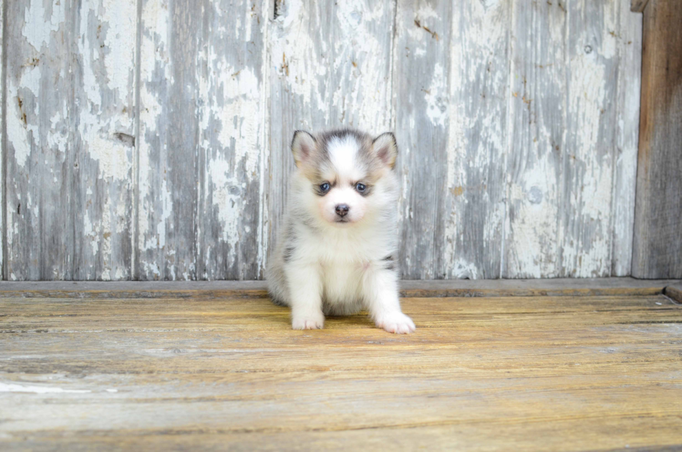 Best Pomsky Baby