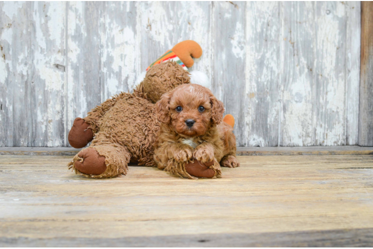 Sweet Cavapoo Baby