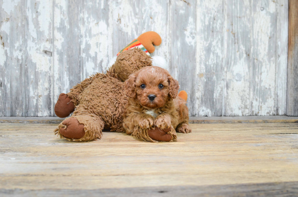 Sweet Cavapoo Baby