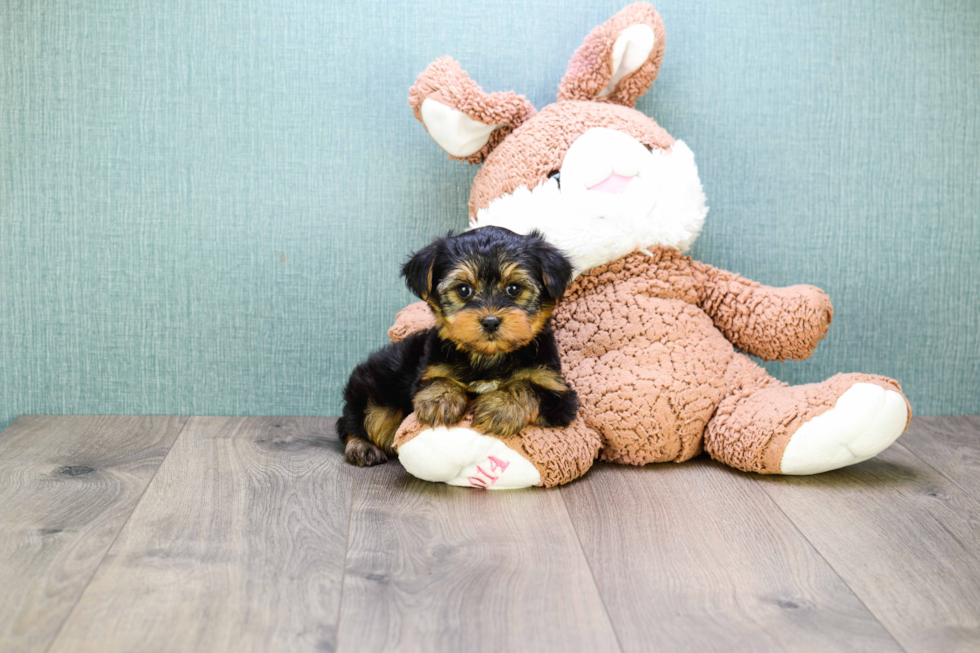 Meet Timmy - our Yorkshire Terrier Puppy Photo 