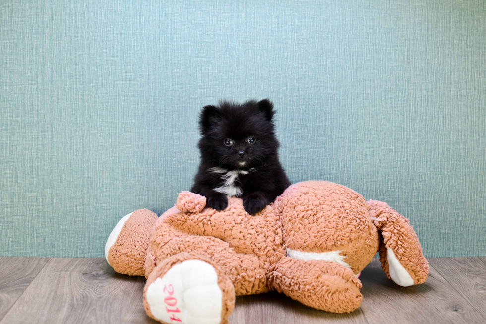 Pomeranian Puppy for Adoption