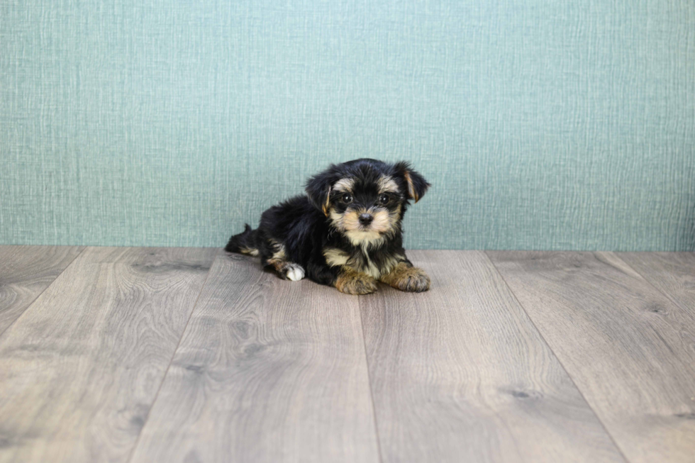 Popular Morkie Designer Pup