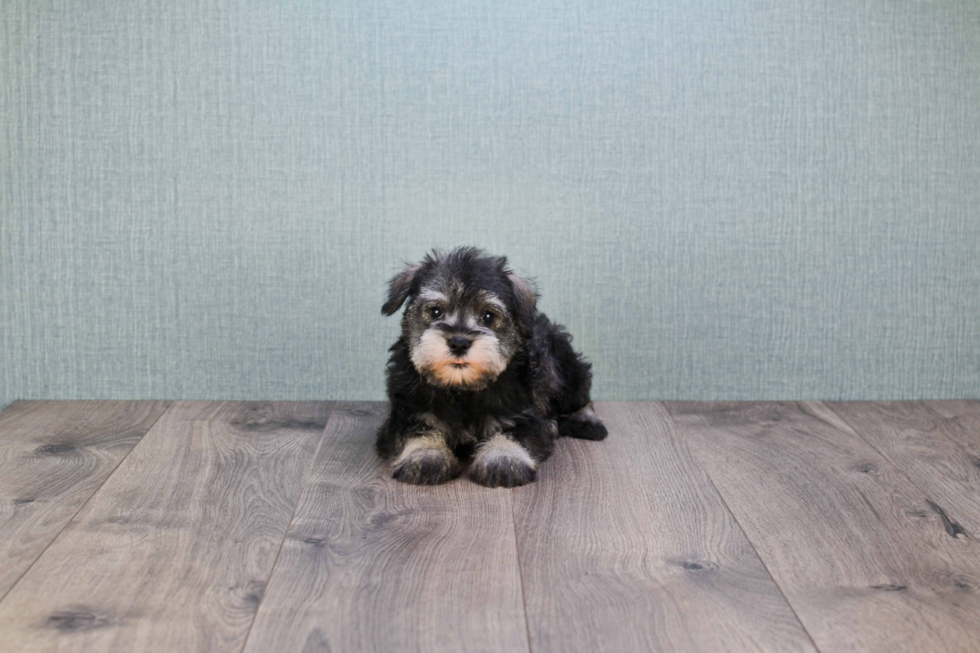 Cute Mini Schnauzer Mix Puppy