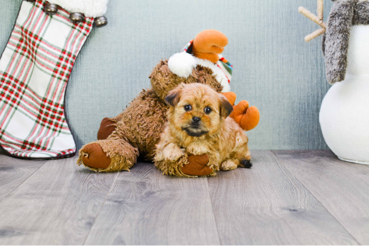 Shorkie Pup Being Cute