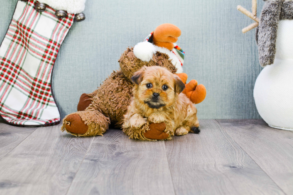 Shorkie Pup Being Cute