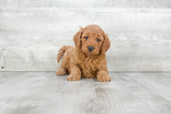 Adorable Golden Retriever Poodle Mix Puppy