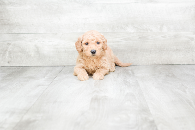 Mini Goldendoodle Pup Being Cute