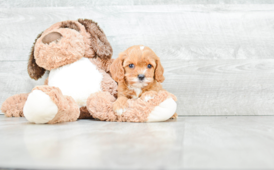 Cavapoo Puppy for Adoption