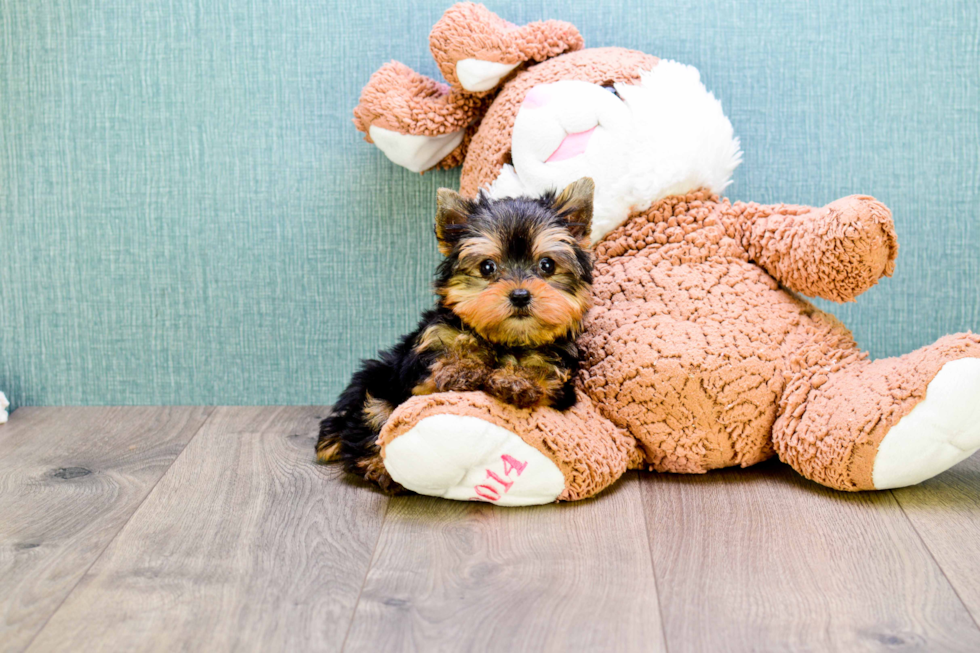 Meet Precious - our Yorkshire Terrier Puppy Photo 