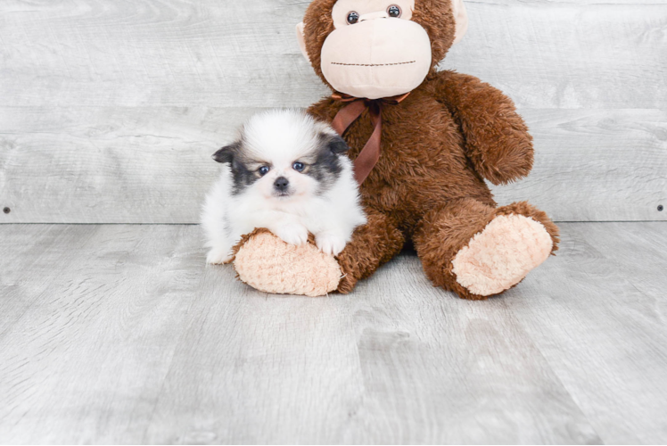 Cute Pomeranian Purebred Puppy