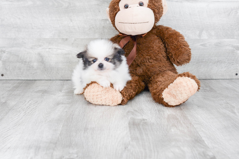 Cute Pomeranian Purebred Puppy