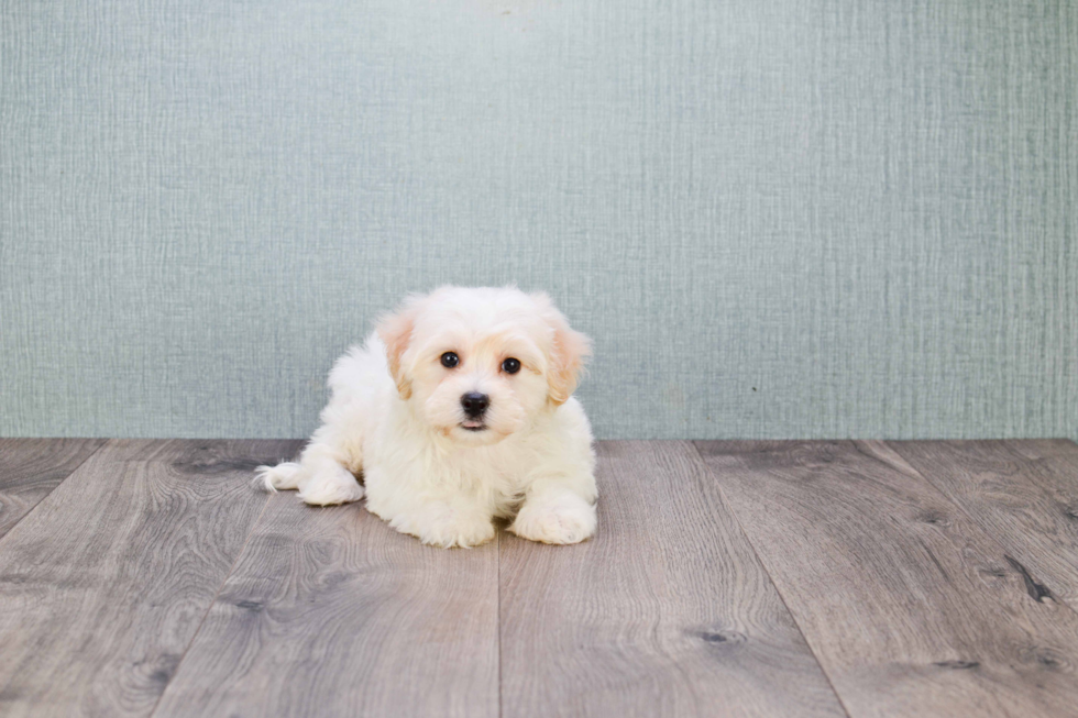 Bichon Frise Pup Being Cute