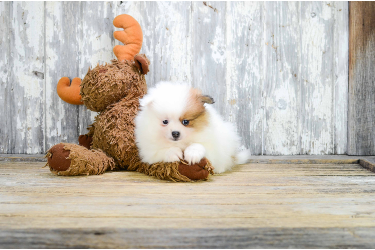 Pomeranian Pup Being Cute