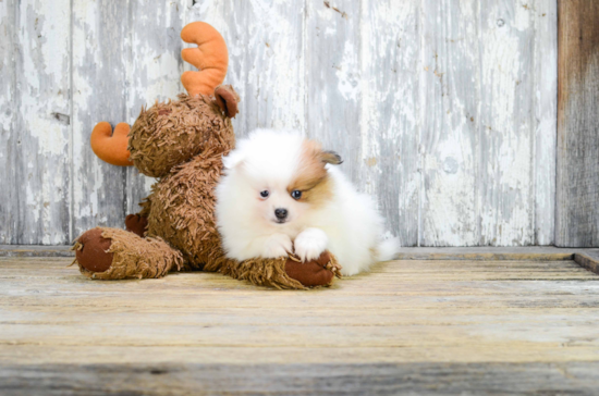 Pomeranian Pup Being Cute