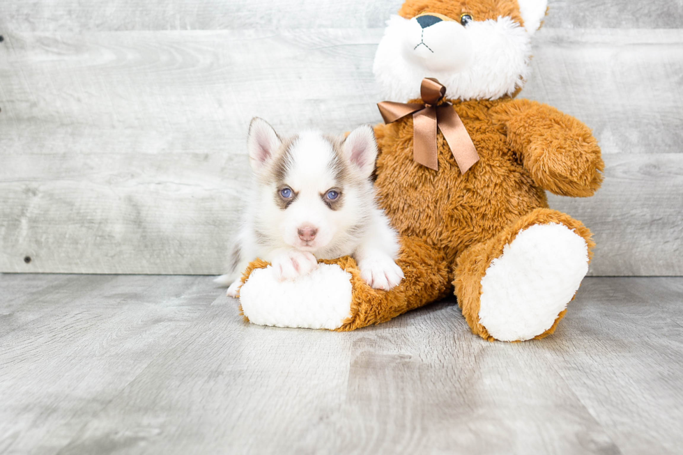 Playful Mini Husky Designer Puppy