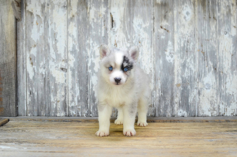 Hypoallergenic Mini Husky Designer Puppy