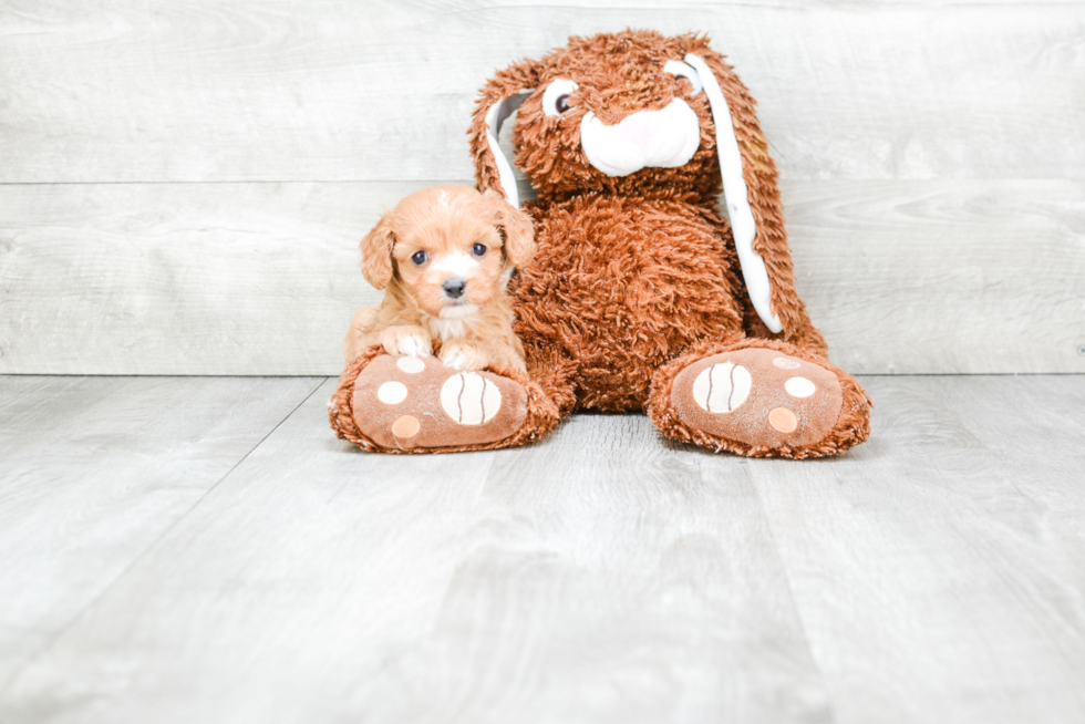 Popular Cavapoo Poodle Mix Pup