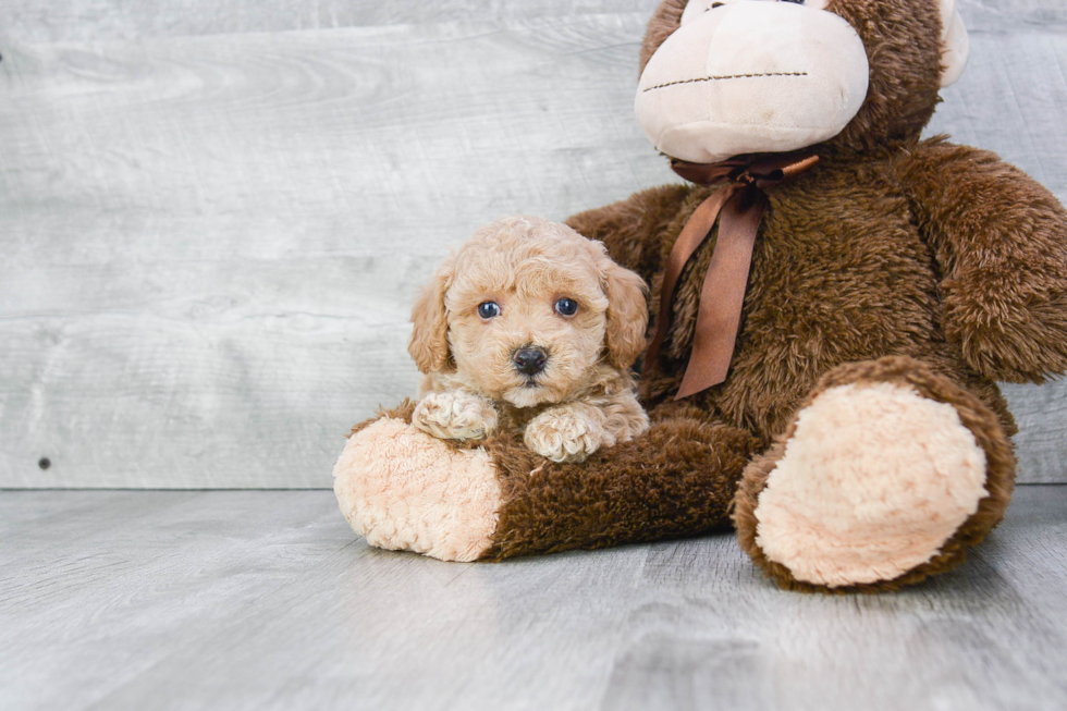 Funny Maltipoo Poodle Mix Pup