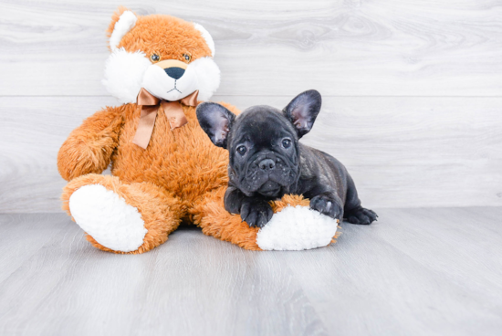 Adorable Frenchie Purebred Puppy