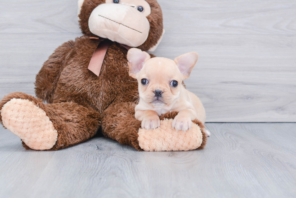 Best French Bulldog Baby