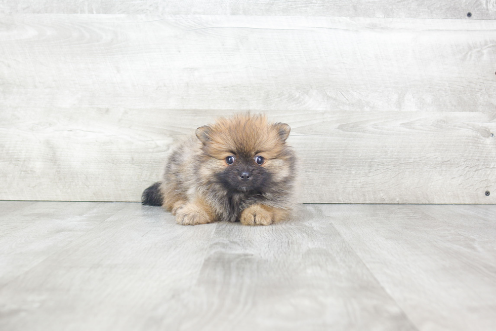 Pomeranian Puppy for Adoption