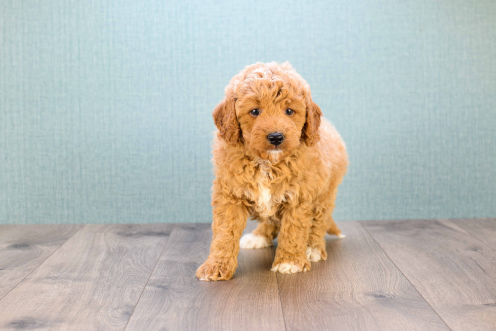 Best Mini Goldendoodle Baby