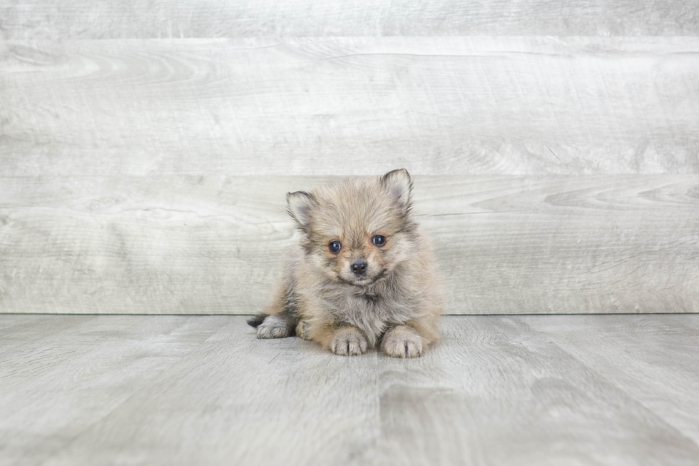 Pomeranian Puppy for Adoption