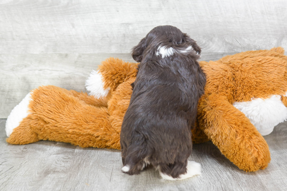 Havanese Puppy for Adoption