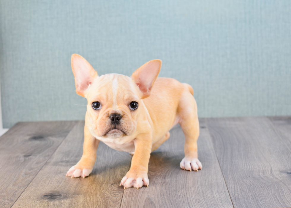 Akc Registered French Bulldog Purebred Pup