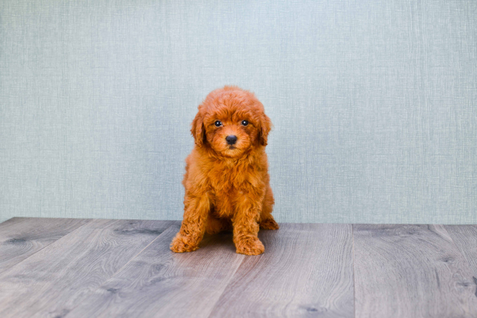 Adorable Golden Retriever Poodle Mix Puppy