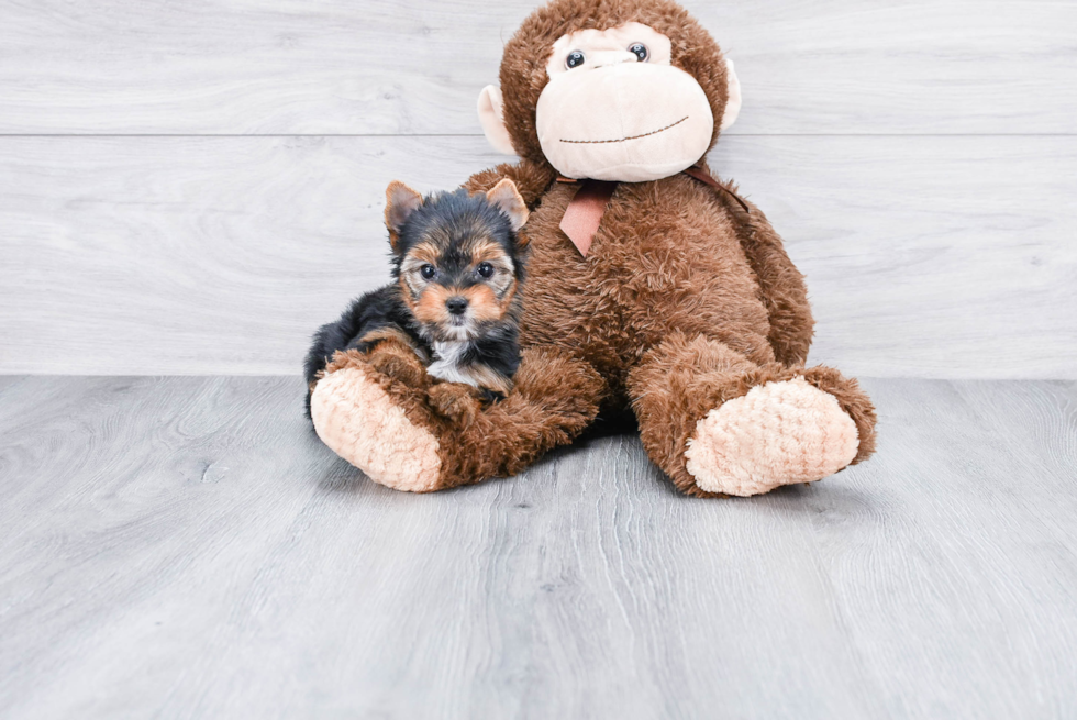 Meet Nugget - our Yorkshire Terrier Puppy Photo 