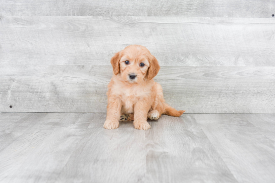 Mini Goldendoodle Puppy for Adoption