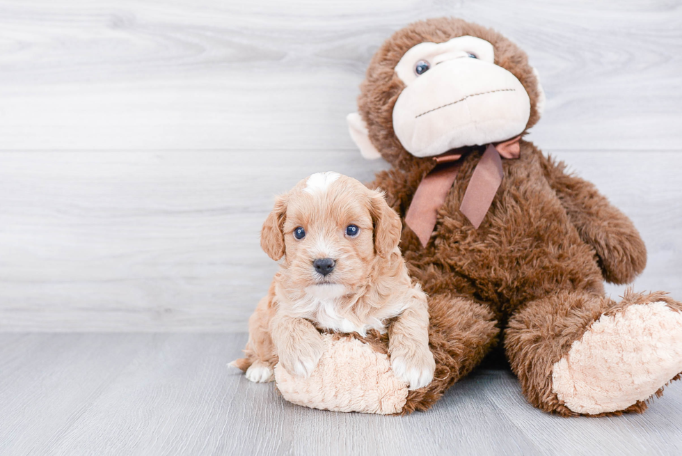 Happy Cavapoo Baby