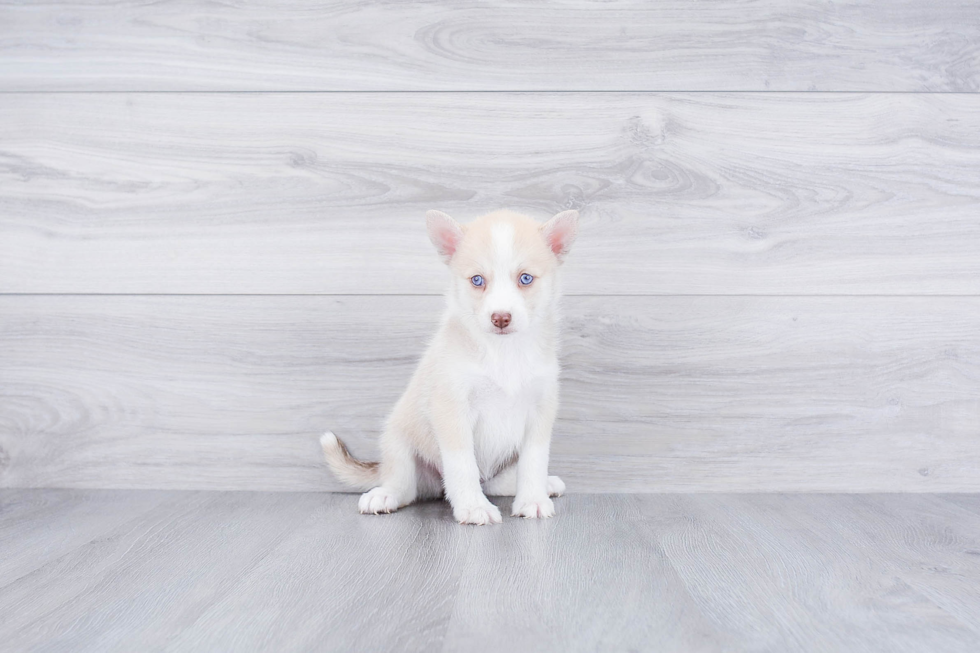 Pomsky Pup Being Cute