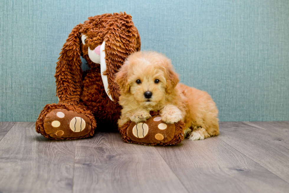 Friendly Maltipoo Baby