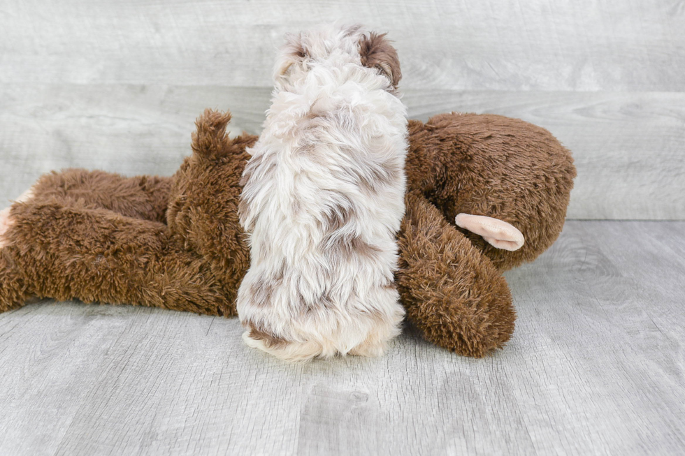 Energetic Aussiepoo Poodle Mix Puppy