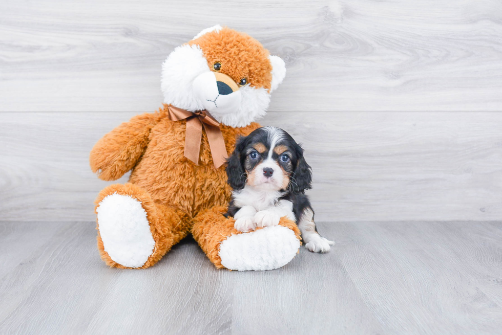 Cute Cavalier King Charles Spaniel Purebred Puppy