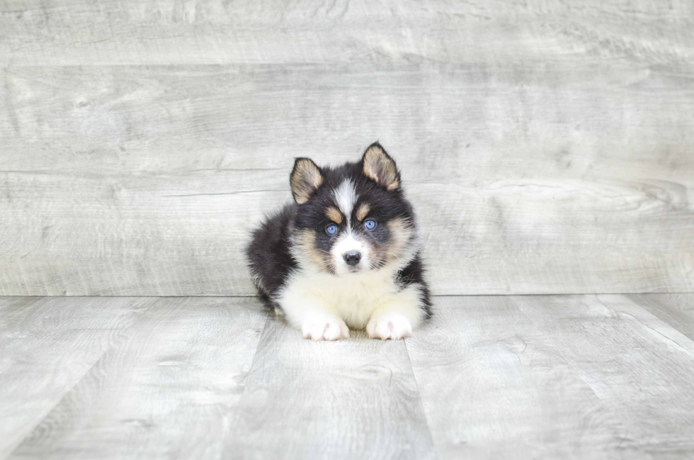 Pomsky Pup Being Cute