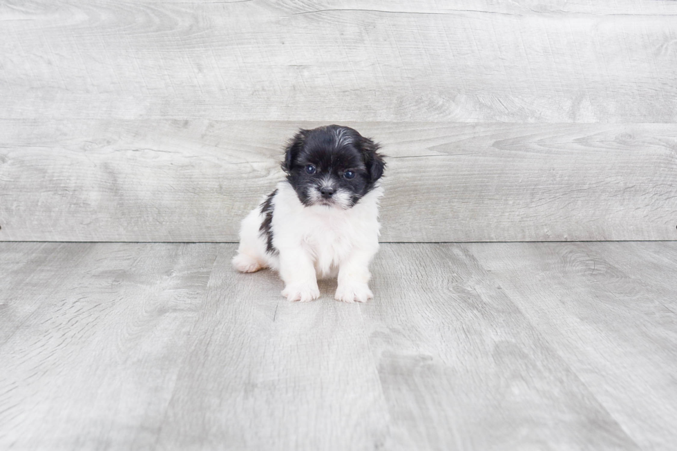 Teddy Bear Pup Being Cute