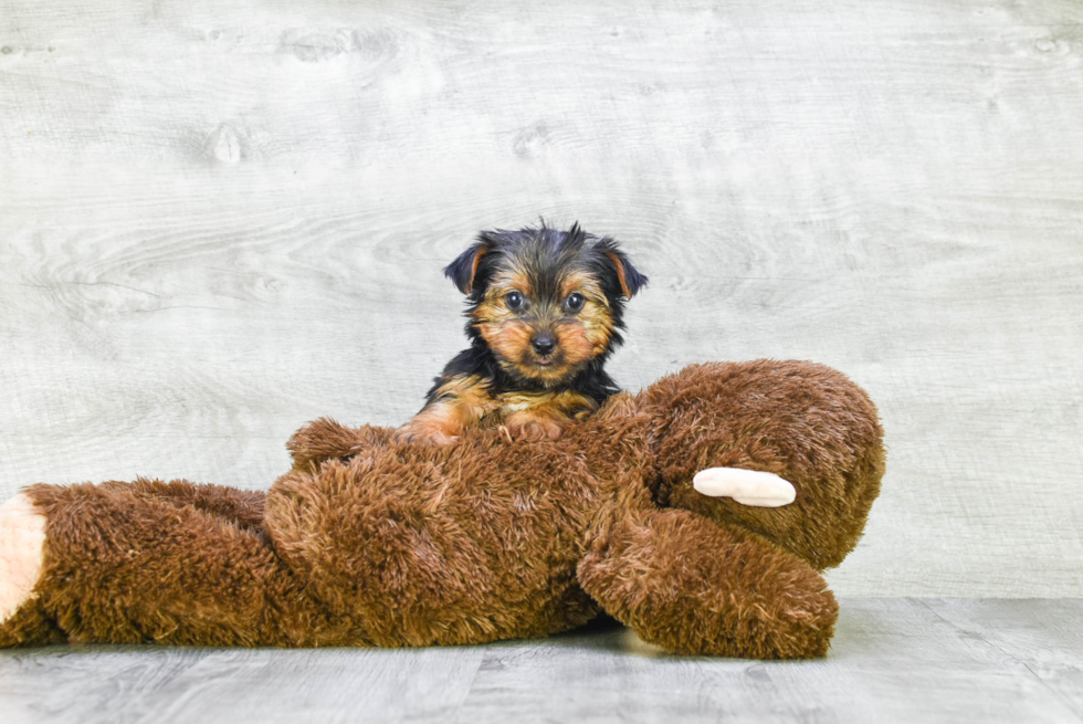 Meet Diddy - our Yorkshire Terrier Puppy Photo 