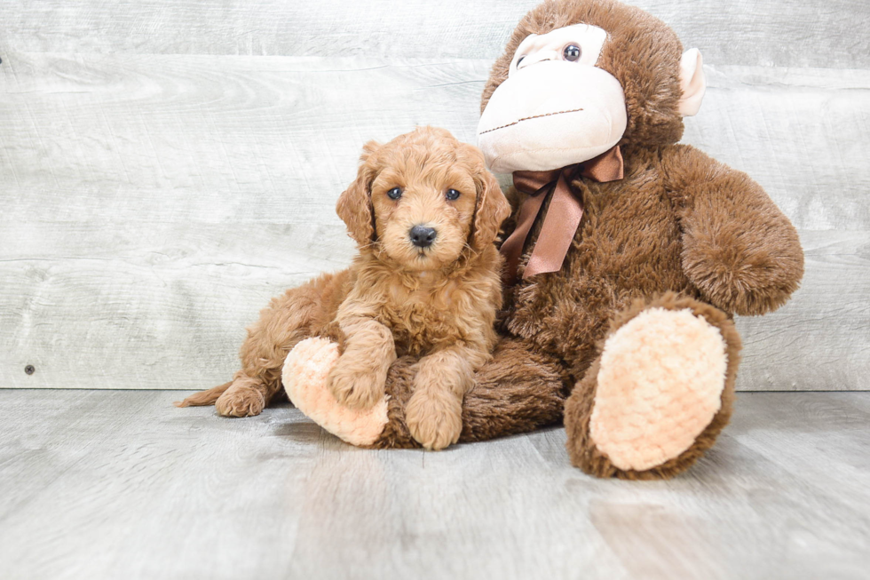 Best Mini Goldendoodle Baby