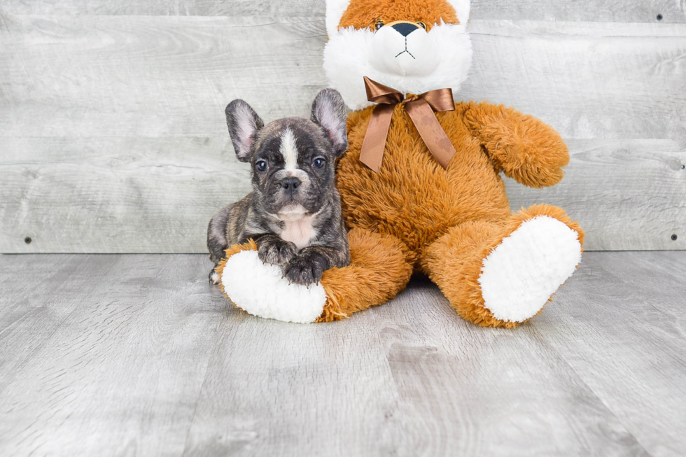 Little French Bulldog Purebred Pup