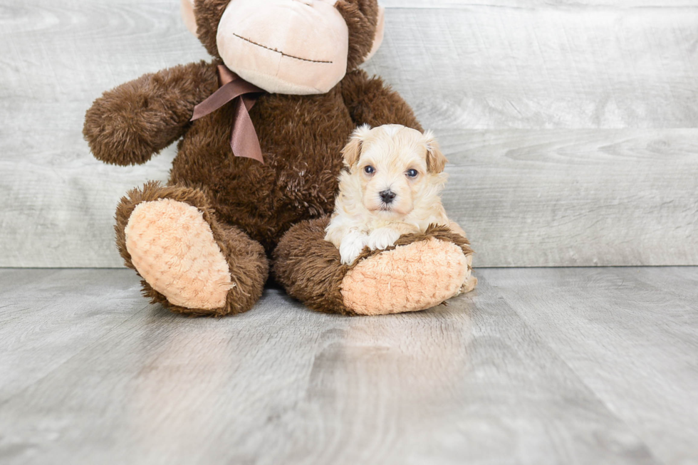 Playful Maltepoo Poodle Mix Puppy