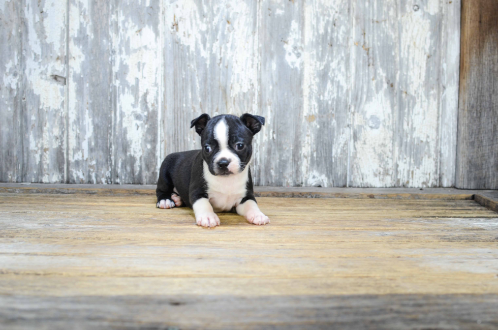 Happy Boston Terrier Purebred Puppy