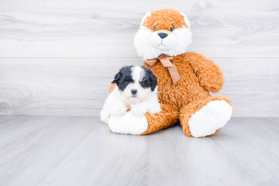 Happy Teddy Bear Baby