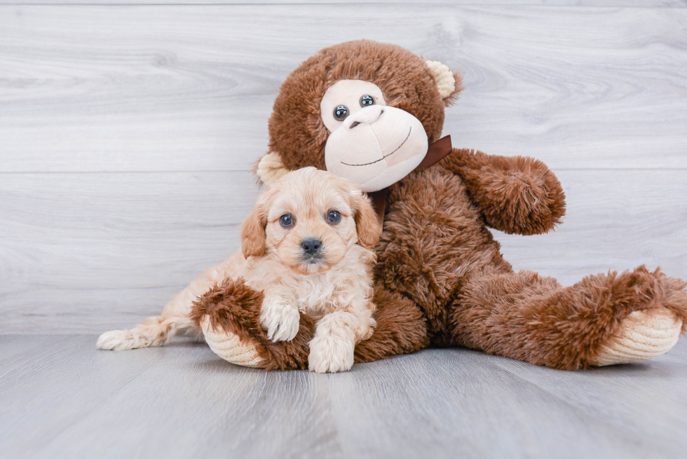 Energetic Cavoodle Poodle Mix Puppy