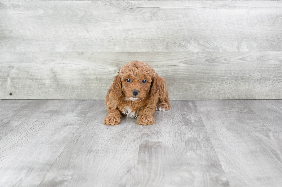 Playful Cavoodle Poodle Mix Puppy